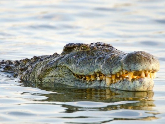 Remaja Nyaris Tewas Diterkam Buaya