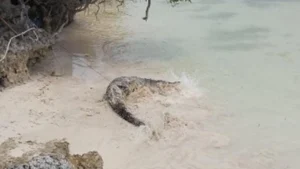 Teror Buaya Di Pinggir Pantai Appatanah Selayar