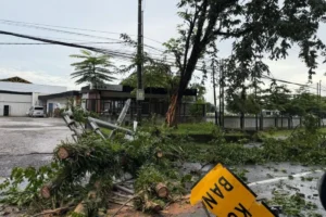 Pohon Tumbang di Perintis Kemerdekaan Makassar