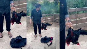 Pelaku Judi Sabung Ayam Sinjai Lolos, Identitas Dikantongi