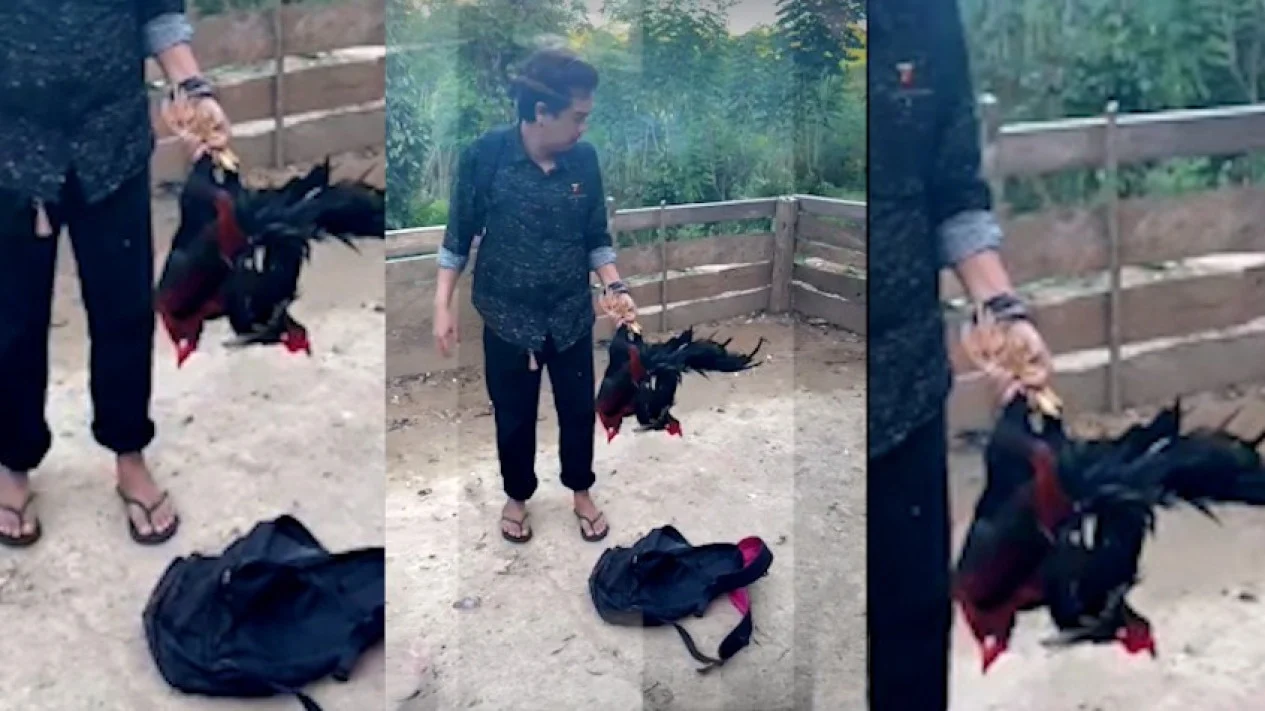 Pelaku Judi Sabung Ayam di Sinjai Lolos