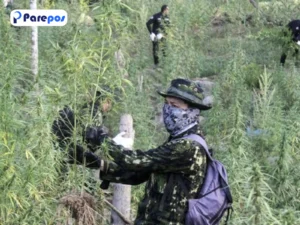 TNI Ungkap Temuan 5.000 Batang Ganja di Papua Pegunungan