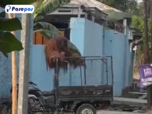 Orang Utan Solo Safari Lepas, Didi Akali Pengaman