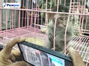 Anak Monyet Ekor Panjang Ditemukan dalam Koper di Juanda